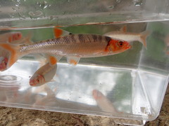 Lythrurus fasciolaris