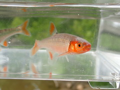 Lythrurus fasciolaris