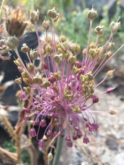 Allium daninianum