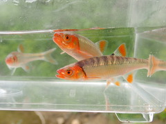 Lythrurus fasciolaris