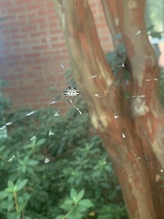 Gasteracantha cancriformis