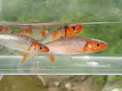 Lythrurus fasciolaris