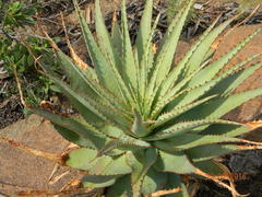 Aloe pretoriensis
