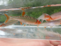 Lythrurus fasciolaris