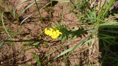 Lasiosiphon capitatus