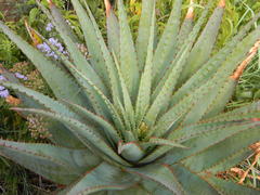 Aloe pretoriensis