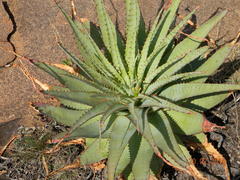 Aloe pretoriensis