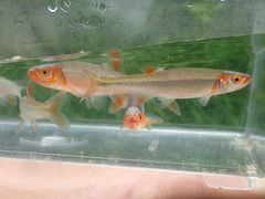 Lythrurus fasciolaris