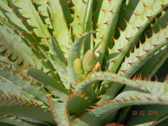 Aloe pretoriensis
