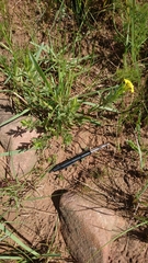 Lasiosiphon capitatus