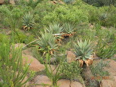 Aloe pretoriensis