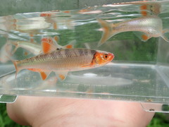 Lythrurus fasciolaris