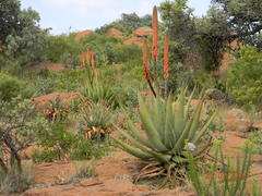 Aloe pretoriensis