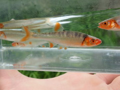 Lythrurus fasciolaris