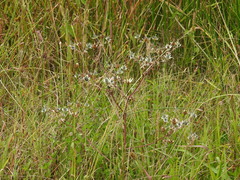 Eryngium beecheyanum