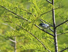 Polioptila caerulea caerulea