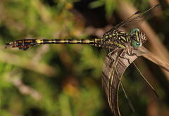 Paragomphus cognatus