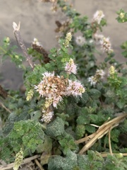 Mentha suaveolens