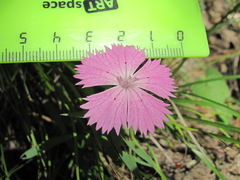 Dianthus caucaseus