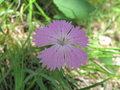 Dianthus caucaseus