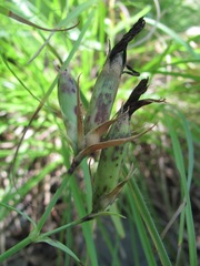 Dianthus caucaseus