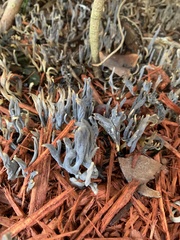 Clavulina floridana