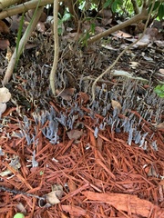 Clavulina floridana