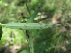 Dianthus caucaseus