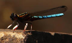 Platycypha caligata caligata