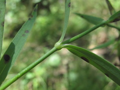 Dianthus caucaseus