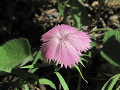 Dianthus caucaseus