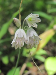 Allium kunthianum