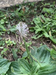 Plantago