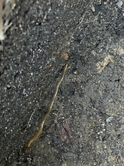 Geophilomorpha