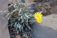 Crassothonna cacalioides