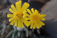 Crassothonna cacalioides