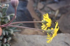 Crassothonna cacalioides