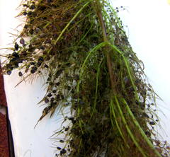 Utricularia stellaris