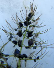 Utricularia stellaris