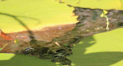 Utricularia stellaris