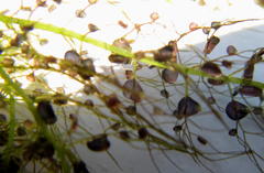 Utricularia stellaris