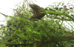 Utricularia stellaris