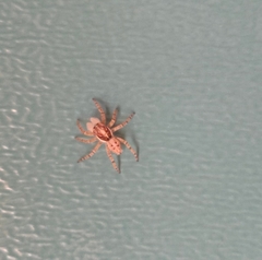 Menemerus semilimbatus