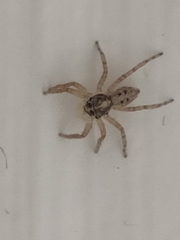 Menemerus semilimbatus