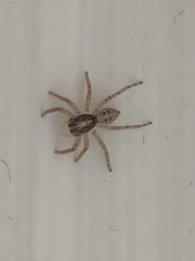 Menemerus semilimbatus