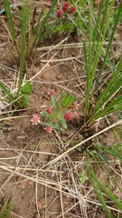 Acalypha glandulifolia