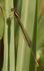 Agriocnemis pinheyi