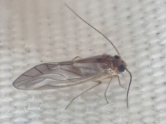 Valenzuela confluens