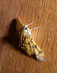 Pardomima