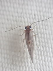 Valenzuela confluens